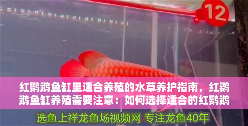 紅鸚鵡魚缸里適合養殖的水草養護指南，紅鸚鵡魚缸養殖需要注意：如何選擇適合的紅鸚鵡魚的水草