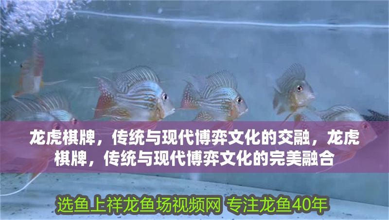 龍虎棋牌，傳統與現代博弈文化的交融，龍虎棋牌，傳統與現代博弈文化的完美融合
