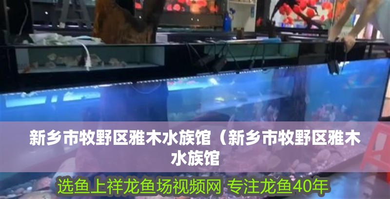 新鄉(xiāng)市牧野區(qū)雅木水族館（新鄉(xiāng)市牧野區(qū)雅木水族館