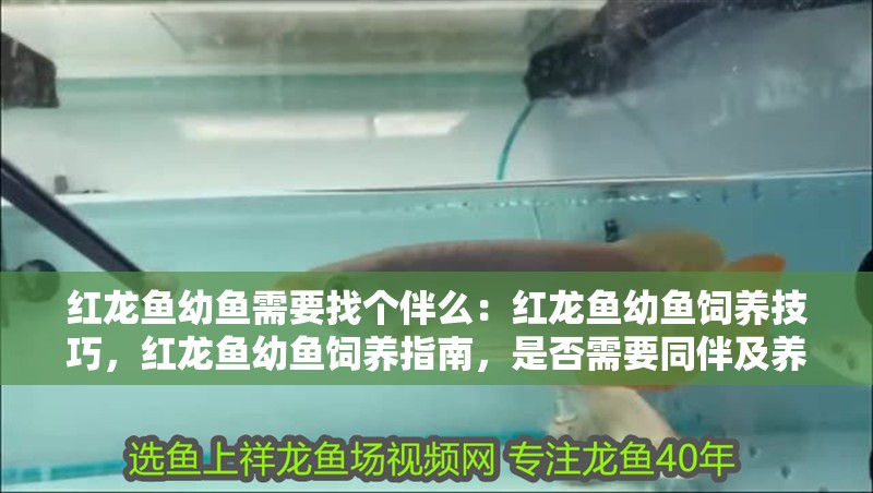 紅龍魚幼魚需要找個(gè)伴么：紅龍魚幼魚飼養(yǎng)技巧，紅龍魚幼魚飼養(yǎng)指南，是否需要同伴及養(yǎng)護(hù)要點(diǎn)解析