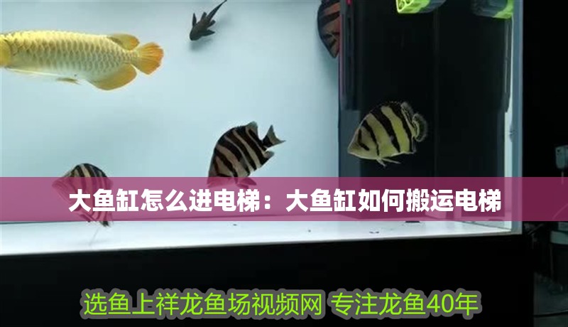 大魚缸怎么進電梯：大魚缸如何搬運電梯