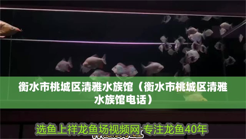 衡水市桃城區(qū)清雅水族館（衡水市桃城區(qū)清雅水族館電話）