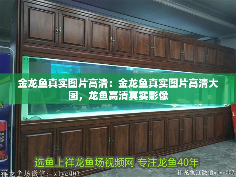 金龍魚真實圖片高清：金龍魚真實圖片高清大圖，龍魚高清真實影像