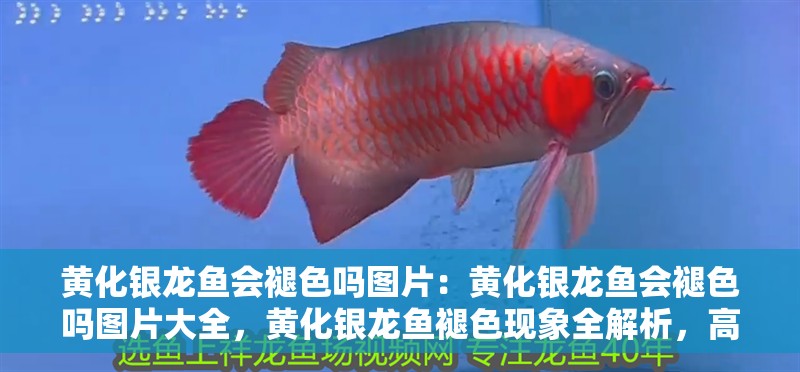 黃化銀龍魚會褪色嗎圖片：黃化銀龍魚會褪色嗎圖片大全，黃化銀龍魚褪色現象全解析，高清圖片大全揭秘