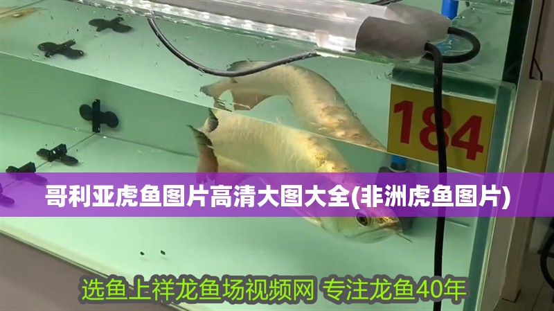 哥利亞虎魚圖片高清大圖大全(非洲虎魚圖片)
