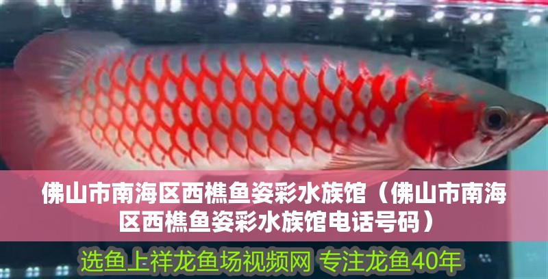 佛山市南海區西樵魚姿彩水族館（佛山市南海區西樵魚姿彩水族館電話號碼）