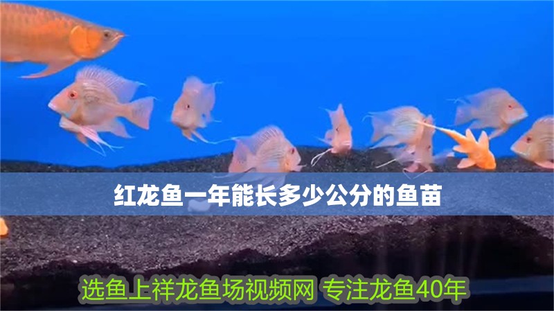 紅龍魚一年能長多少公分的魚苗