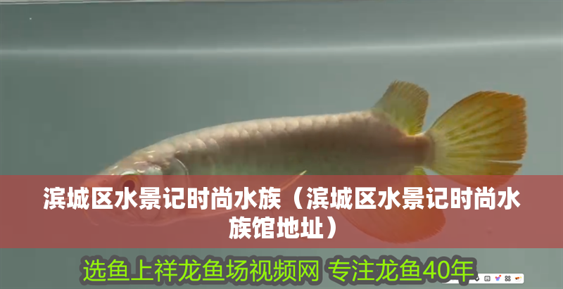 濱城區水景記時尚水族（濱城區水景記時尚水族館地址）