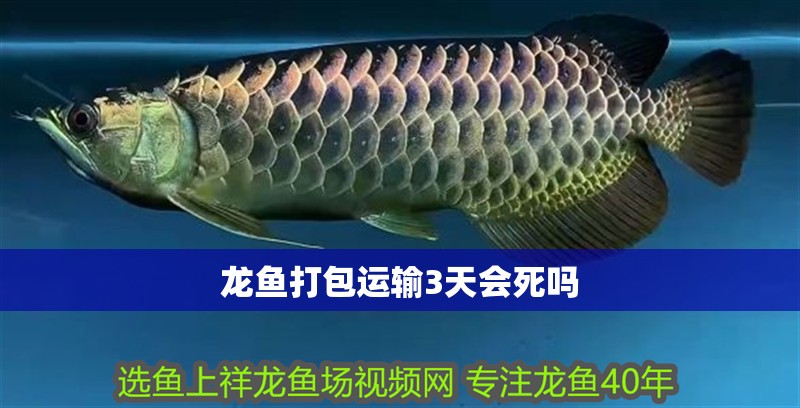龍魚打包運輸3天會死嗎
