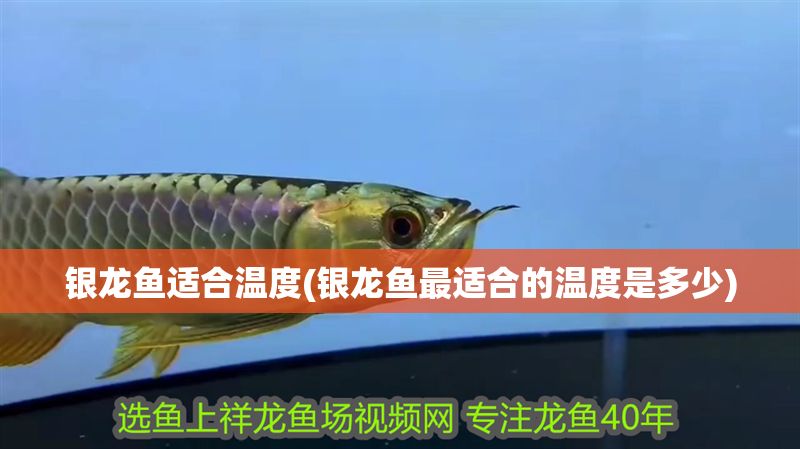 銀龍魚(yú)適合溫度(銀龍魚(yú)最適合的溫度是多少)