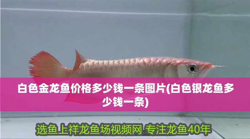 白色金龍魚價格多少錢一條圖片(白色銀龍魚多少錢一條)