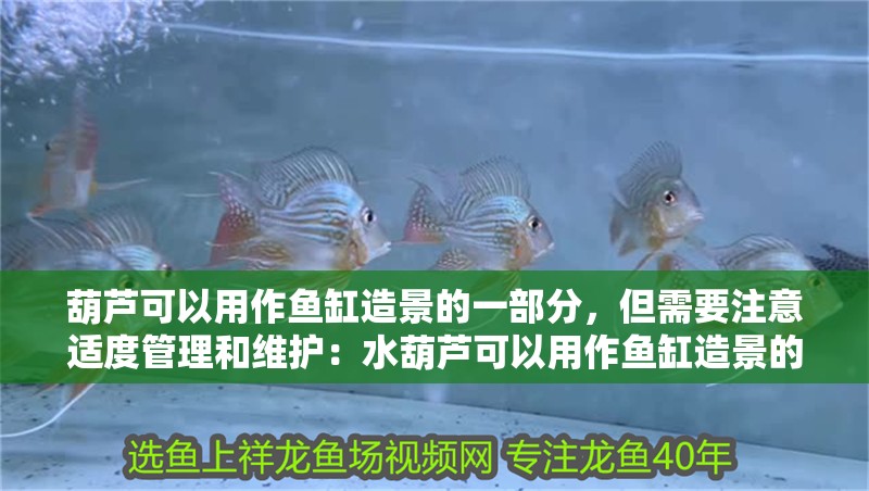 葫蘆可以用作魚缸造景的一部分，但需要注意適度管理和維護：水葫蘆可以用作魚缸造景的一部分，但需要注意適度管理和維護