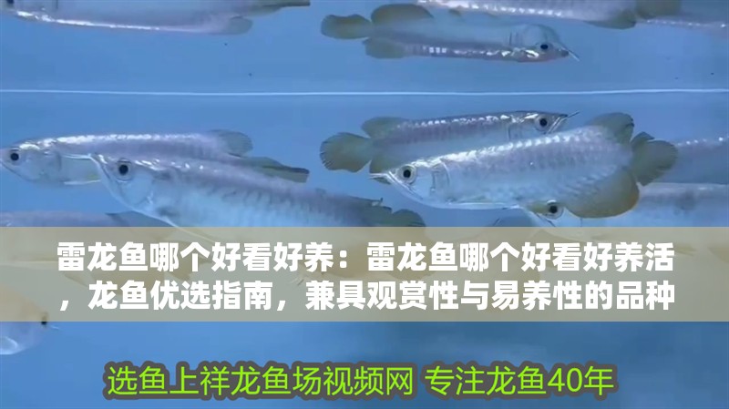 雷龍魚哪個好看好養：雷龍魚哪個好看好養活，龍魚優選指南，兼具觀賞性與易養性的品種推薦
