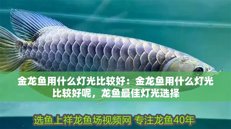 金龍魚用什么燈光比較好：金龍魚用什么燈光比較好呢，龍魚最佳燈光選擇 金龍魚用什么燈光比較好：金龍魚用什么燈光比較好呢，龍魚最佳燈光選擇 水族問答