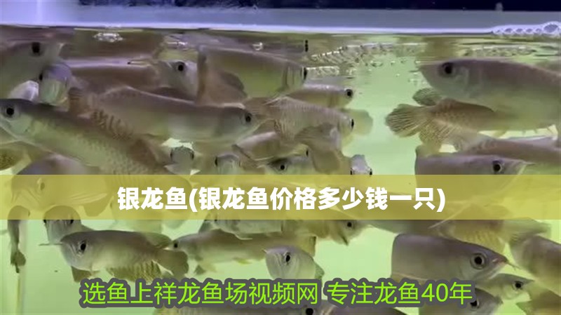 銀龍魚(銀龍魚價格多少錢一只)