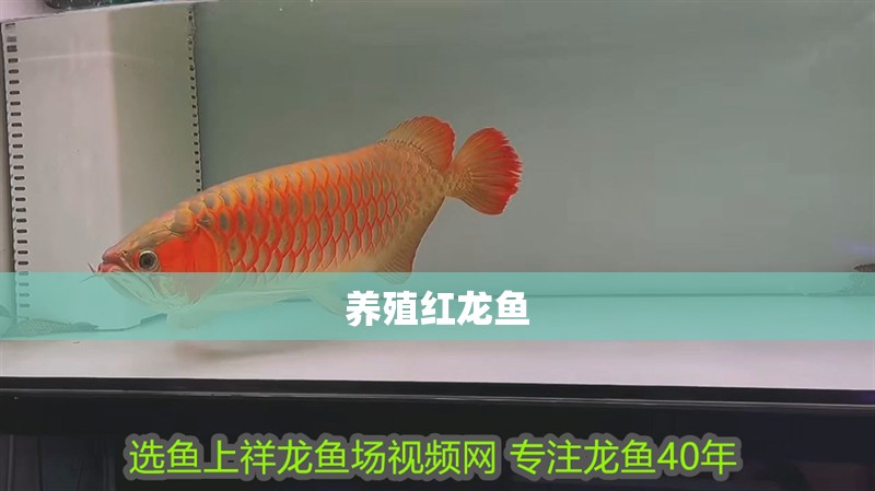 養殖紅龍魚
