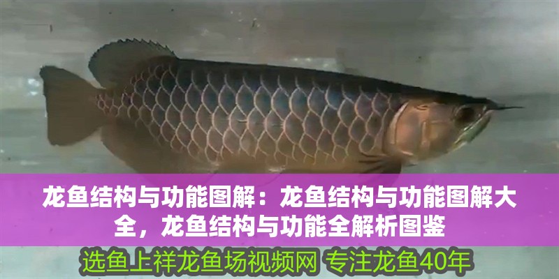 龍魚結構與功能圖解：龍魚結構與功能圖解大全，龍魚結構與功能全解析圖鑒