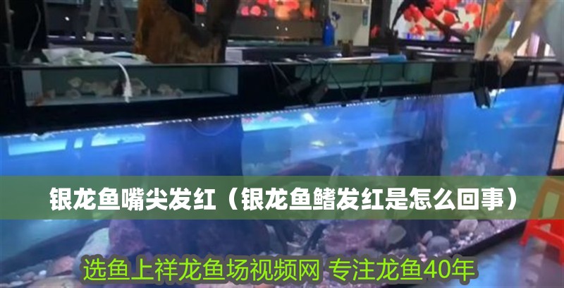 銀龍魚(yú)嘴尖發(fā)紅（銀龍魚(yú)鰭發(fā)紅是怎么回事）