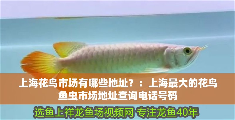 上海花鳥市場有哪些地址？：上海最大的花鳥魚蟲市場地址查詢電話號碼