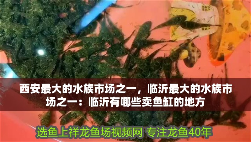 西安最大的水族市場之一，臨沂最大的水族市場之一：臨沂有哪些賣魚缸的地方