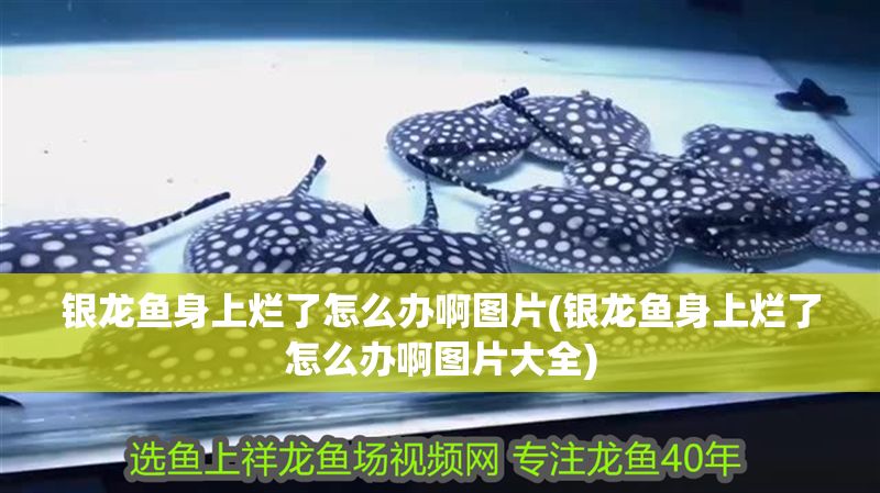 銀龍魚身上爛了怎么辦啊圖片(銀龍魚身上爛了怎么辦啊圖片大全)