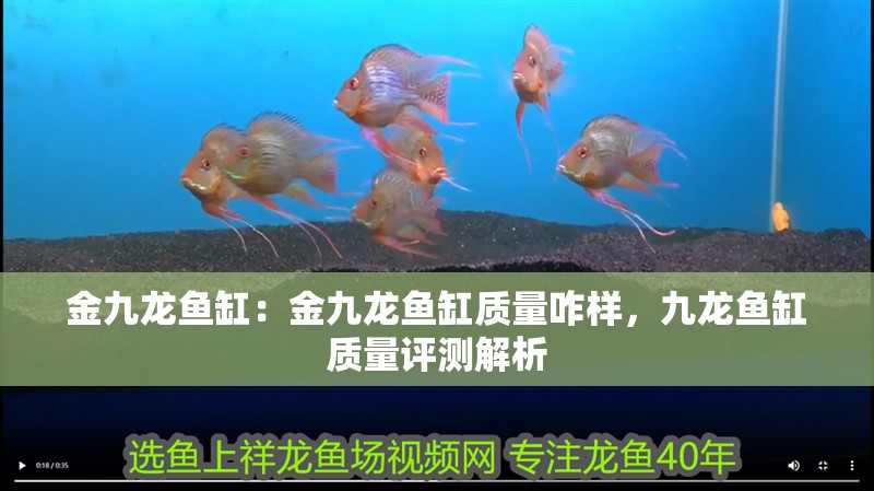 金九龍魚缸：金九龍魚缸質量咋樣，九龍魚缸質量評測解析 金九龍魚缸：金九龍魚缸質量咋樣，九龍魚缸質量評測解析 水族問答
