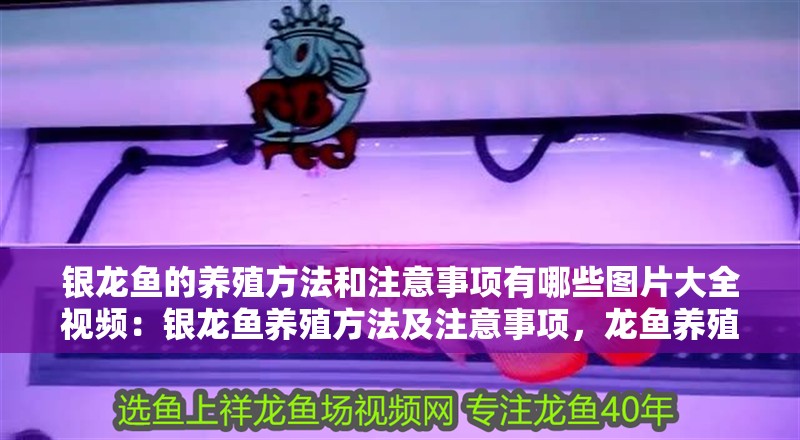 銀龍魚(yú)的養(yǎng)殖方法和注意事項(xiàng)有哪些圖片大全視頻：銀龍魚(yú)養(yǎng)殖方法及注意事項(xiàng)，龍魚(yú)養(yǎng)殖全攻略，方法、注意事項(xiàng)