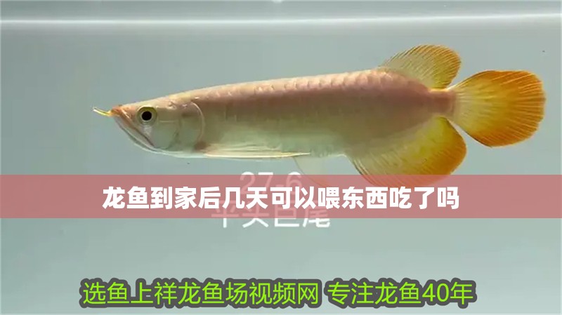 龍魚到家后幾天可以喂東西吃了嗎