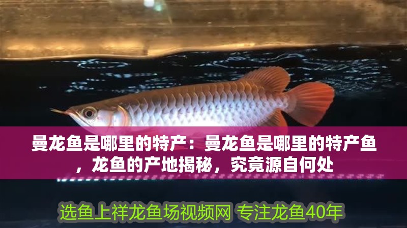 曼龍魚是哪里的特產：曼龍魚是哪里的特產魚，龍魚的產地揭秘，究竟源自何處