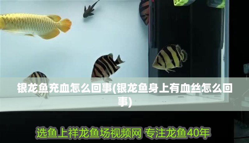 銀龍魚充血怎么回事(銀龍魚身上有血絲怎么回事) 銀龍魚充血怎么回事(銀龍魚身上有血絲怎么回事) 銀龍魚百科