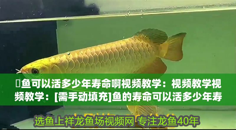 魟魚可以活多少年壽命啊視頻教學：視頻教學視頻教學：[需手動填充]魚的壽命可以活多少年壽命啊