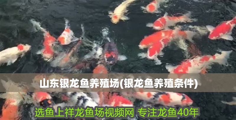 山東銀龍魚養(yǎng)殖場(銀龍魚養(yǎng)殖條件)