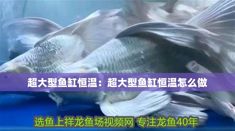 超大型魚缸恒溫：超大型魚缸恒溫怎么做