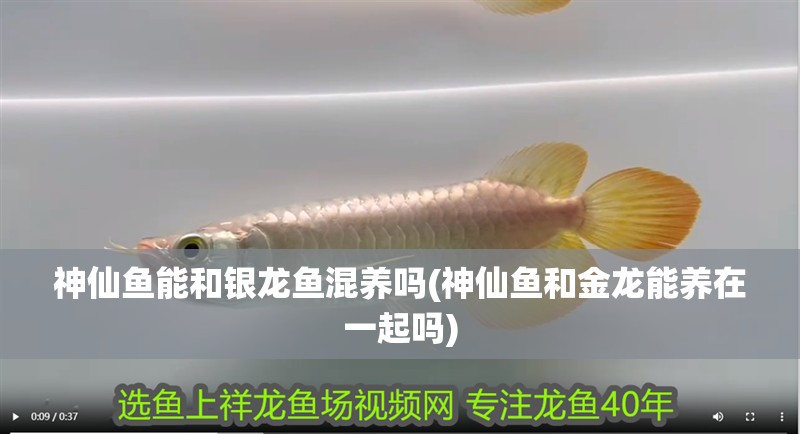 神仙魚能和銀龍魚混養(yǎng)嗎(神仙魚和金龍能養(yǎng)在一起嗎)