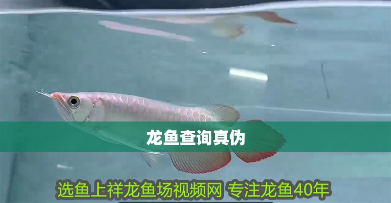 龍魚查詢真偽