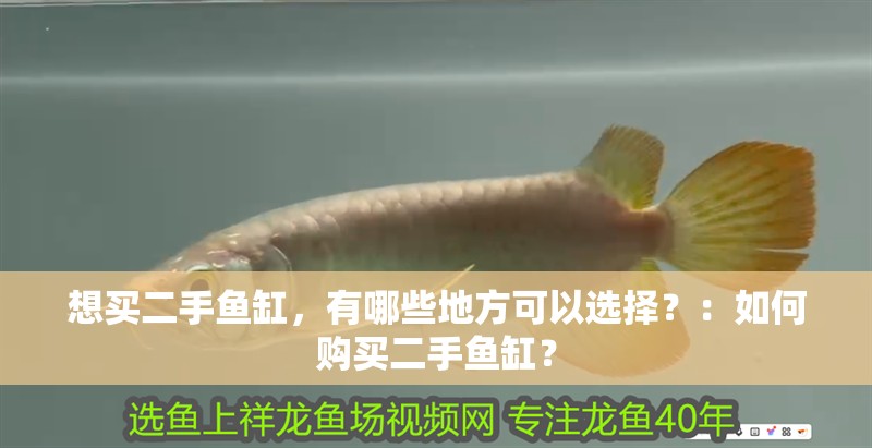 想買二手魚缸，有哪些地方可以選擇？：如何購買二手魚缸？