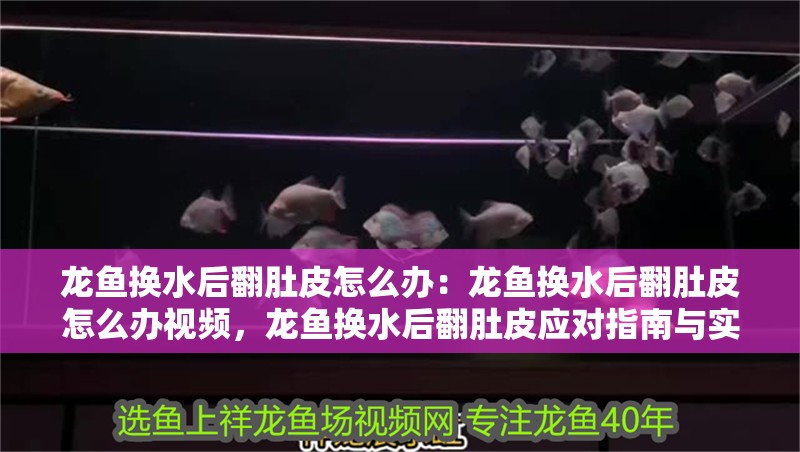 龍魚換水后翻肚皮怎么辦：龍魚換水后翻肚皮怎么辦視頻，龍魚換水后翻肚皮應對指南與實操視頻解析