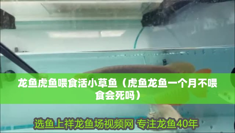 龍魚虎魚喂食活小草魚（虎魚龍魚一個月不喂食會死嗎）