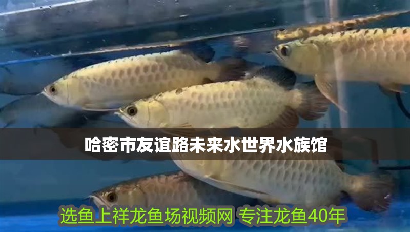 哈密市友誼路未來水世界水族館