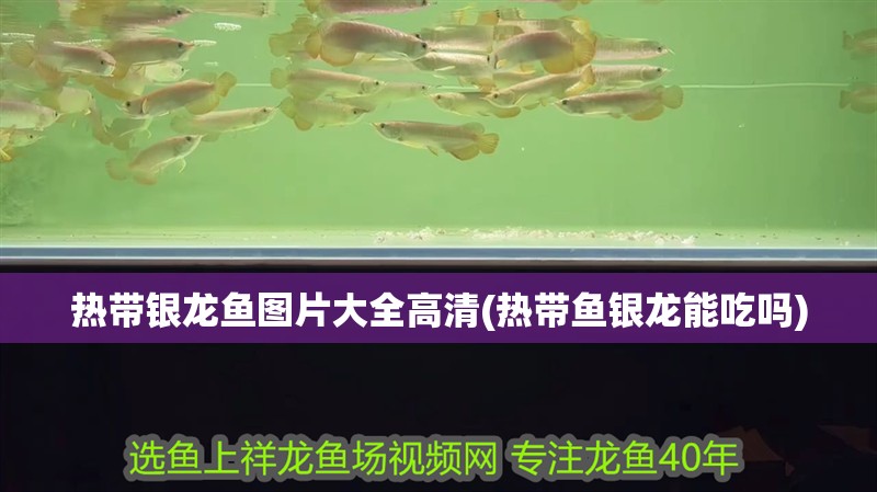 熱帶銀龍魚圖片大全高清(熱帶魚銀龍能吃嗎)