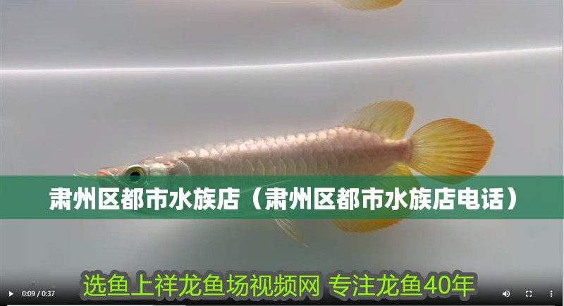肅州區都市水族店(肅州區都市水族店電話)