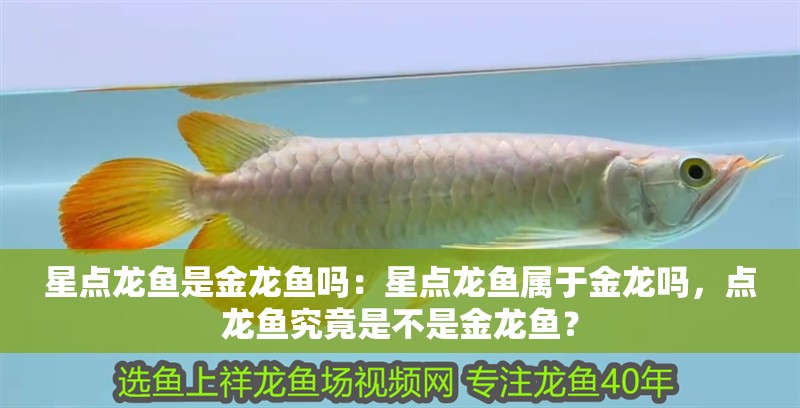 星點(diǎn)龍魚是金龍魚嗎：星點(diǎn)龍魚屬于金龍嗎，點(diǎn)龍魚究竟是不是金龍魚？
