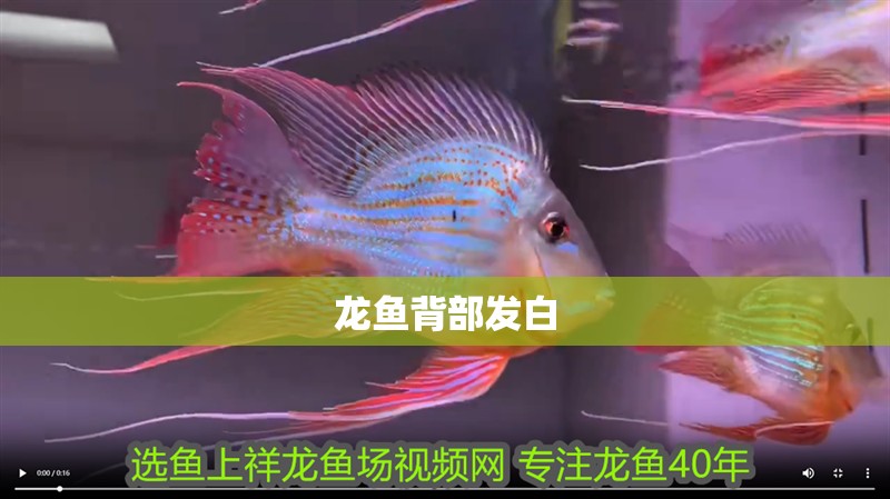 龍魚背部發白