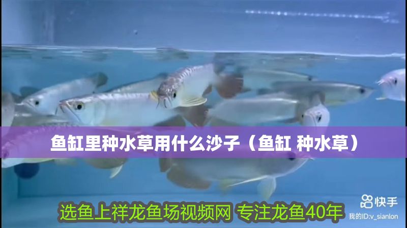 魚缸里種水草用什么沙子（魚缸 種水草）