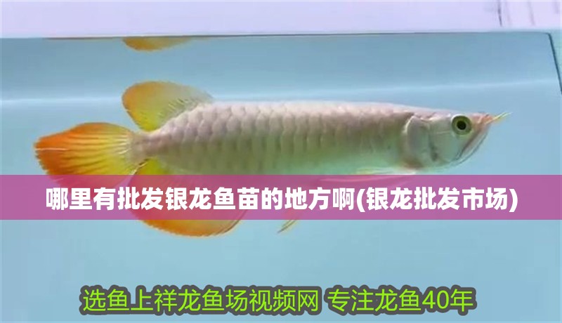 哪里有批發銀龍魚苗的地方啊(銀龍批發市場)