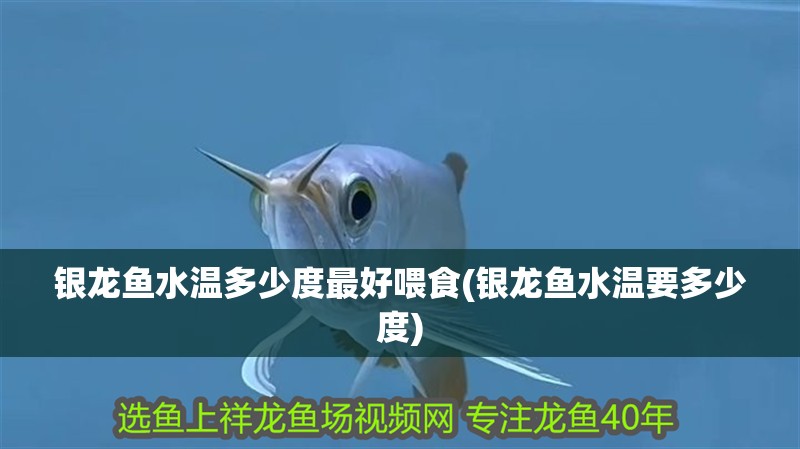 銀龍魚水溫多少度最好喂食(銀龍魚水溫要多少度)