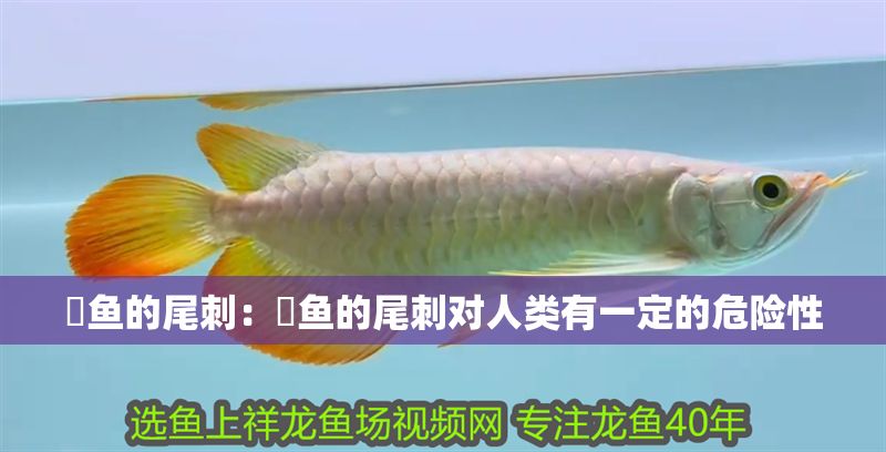 魟魚(yú)的尾刺：魟魚(yú)的尾刺對(duì)人類(lèi)有一定的危險(xiǎn)性