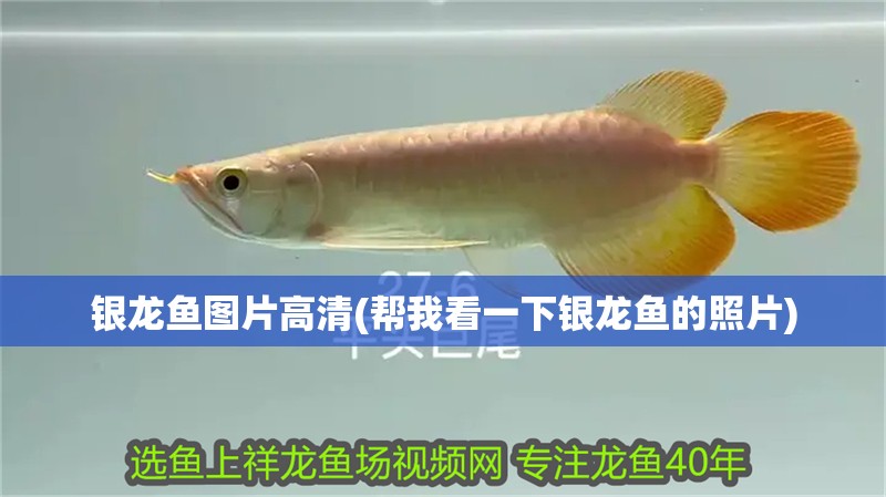 銀龍魚圖片高清(幫我看一下銀龍魚的照片)