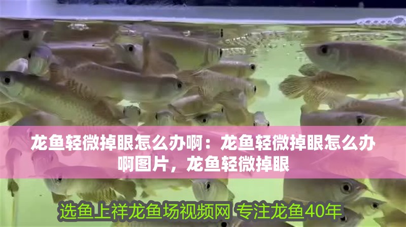 龍魚輕微掉眼怎么辦啊：龍魚輕微掉眼怎么辦啊圖片，龍魚輕微掉眼