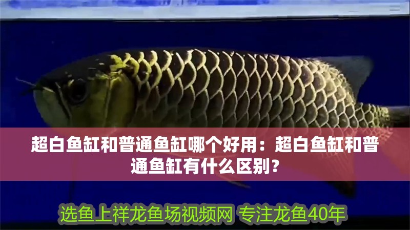 超白魚缸和普通魚缸哪個好用：超白魚缸和普通魚缸有什么區別？